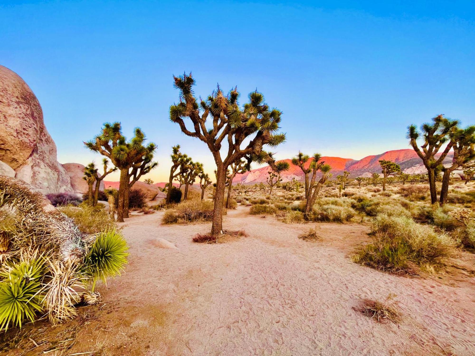 Villa The Joshua Tree House Extérieur photo