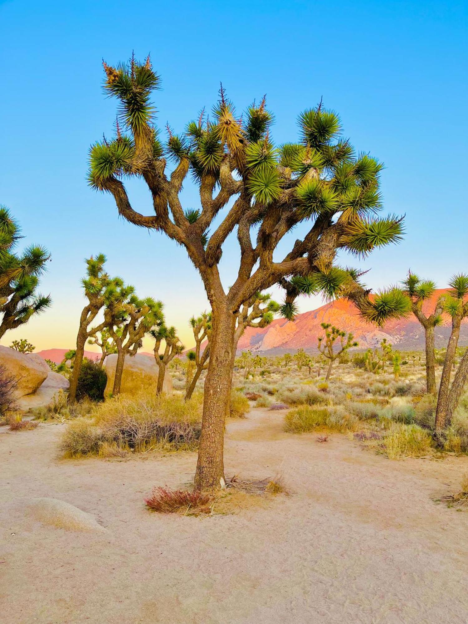 Villa The Joshua Tree House Extérieur photo